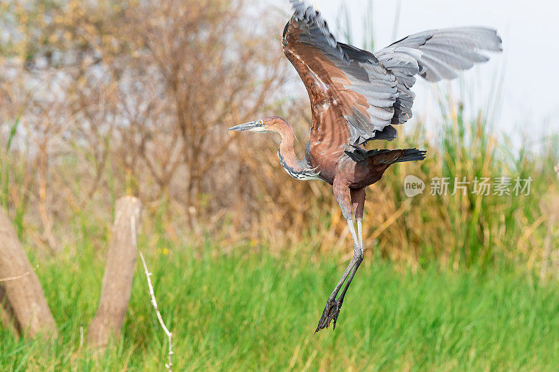 非洲飞镖(Anhinga rufa)